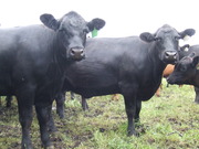 Выкупим ОПТОМ от 12 голов Мясных быков Абердин-Ангусской породы