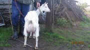 Продаются молочные зааненские козы